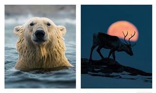 Estrelas da natureza: 16 fotografias de animais
