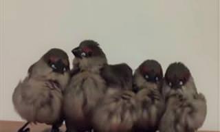 Inacreditável: Mulher adota 5 passarinhos e o resultado é lindo!