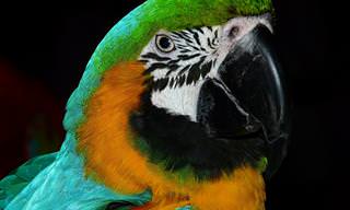 Piada do Dia: O Papagaio Insolente (Adulta)