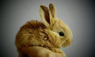 Estas imagens de coelhos certamente vão adoçar seu dia!