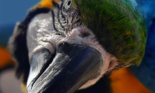 Piada Hilária: O Papagaio Reclamão