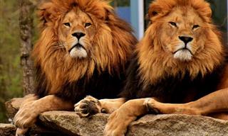 Piada: Uma conversa entre leões