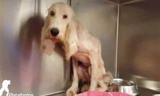 Emocionante: O resgate de um cãozinho que sofria maus tratos