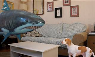 Esse cãozinho não tem medo de nada, nem de um tubarão!