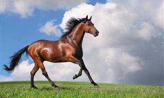 As 15 Raças de Cavalos Mais Bonitas do Mundo