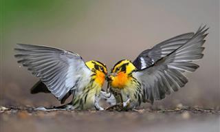 Fotos incríveis de pássaros em ação: 12 fotos premiadas
