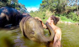 Experiência de vida: Conheça um lindo santuário de elefantes
