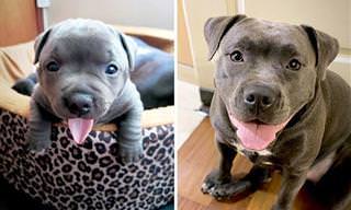 Antes e agora: 15 fotos de cães quando eram filhotes