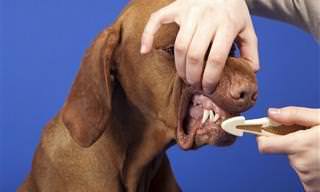 Como Cuidar da Saúde Bucal do Seu Cachorro