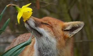 Animais também apreciam o aroma das flores