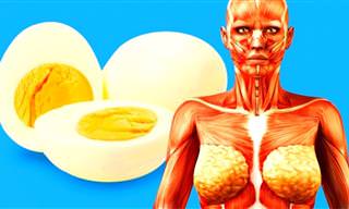 O que acontece se você comer 2 ovos por dia?