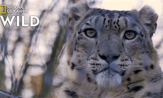 Conheça o Belíssimo e Esquivo  Leopardo do Himalaia
