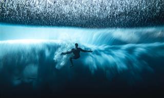 Imagens vencedoras do Fotógrafo Oceânico do ano de 2022