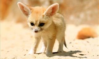 Existe algo mais fofo do que uma raposa-do-deserto?
