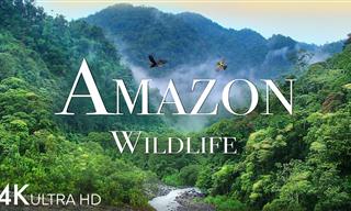 Entre na incrivelmente colorida  floresta amazônica