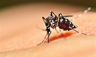 Alerta: Risco de Surto de Dengue, Zika e Chikungunya