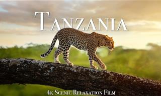 Desfrute de 1 hora de vistas da Tanzânia e do Serengeti