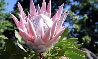 Encante-se Com as Flores da África do Sul!