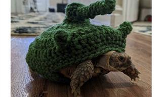 Estas tartarugas adoráveis vão ajudá-lo a passar o dia