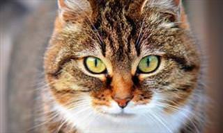 Teste Interativo: Qual é o Gato Escondido na Sua Personalidade?
