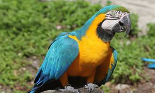 As 10 Espécies de Papagaio Mais Lindas do Mundo