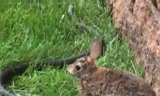 Esta mãe coelha mostrou muita coragem para salvar o filhote!