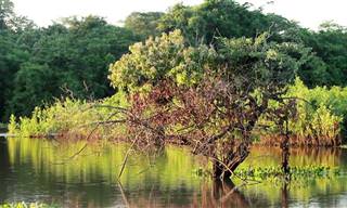 Natureza: Como é lindo o nosso Pantanal!