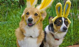 Estes Animais Estão Prontos Para Celebrar a Páscoa!