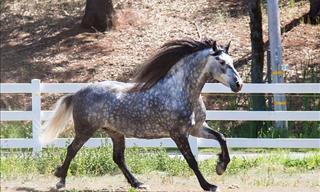 Esses cavalos são maravilhas da natureza