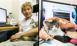 Empresa japonesa usa gatos para melhorar o ambiente