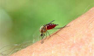 Como Aliviar Picadas De Mosquito