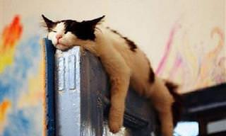 18 Fotos de Gatos Que Dormem em Qualquer Lugar!