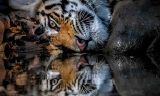 14 momentos inesquecíveis na fotografia da vida selvagem
