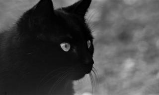 Uma breve história dos gatos pretos - ontem e hoje