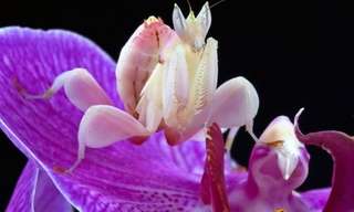 O Incrível Louva-a-deus orquídea