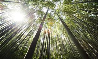 8 lições que todos podemos aprender com o bambu