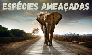 Um teste sobre animais ameaçados de extinção