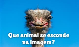 Você consegue ver os <b>animais</b> nessas imagens?